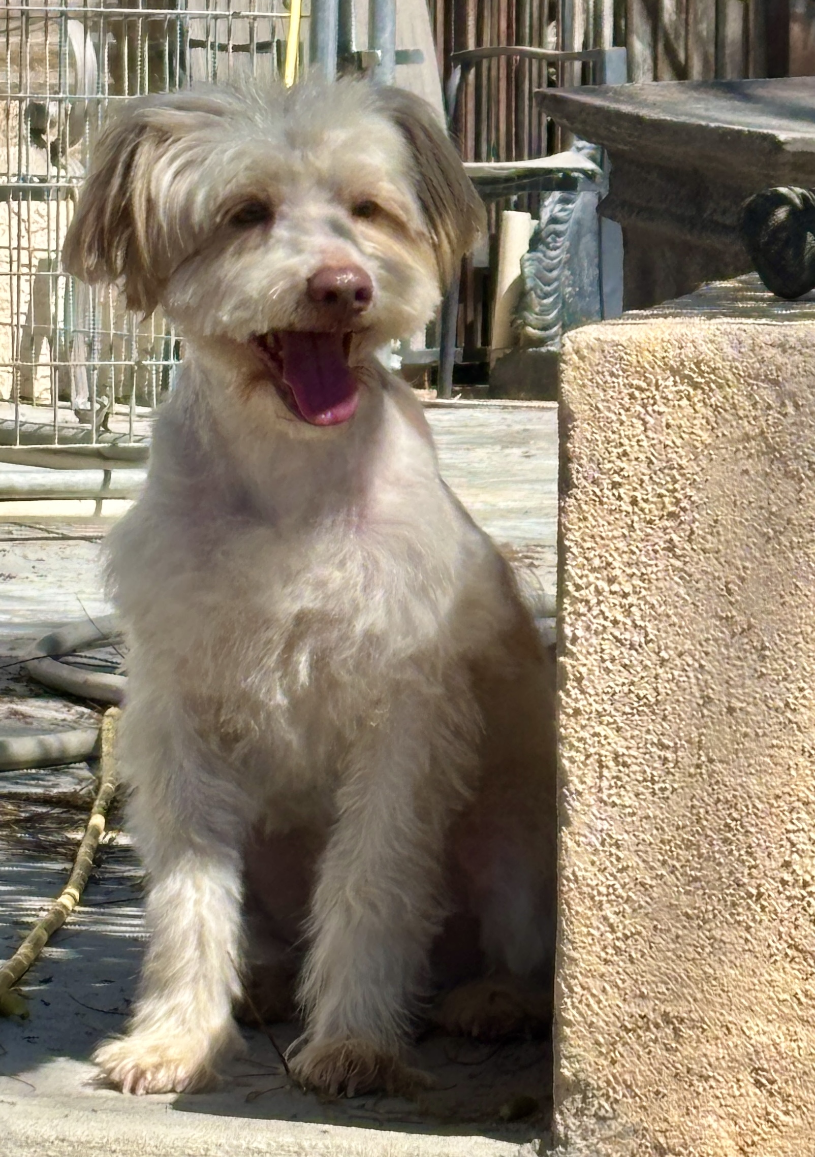 Levi – ADULT Miniature Schnauzer $1000