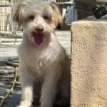 Levi – ADULT Miniature Schnauzer $1000