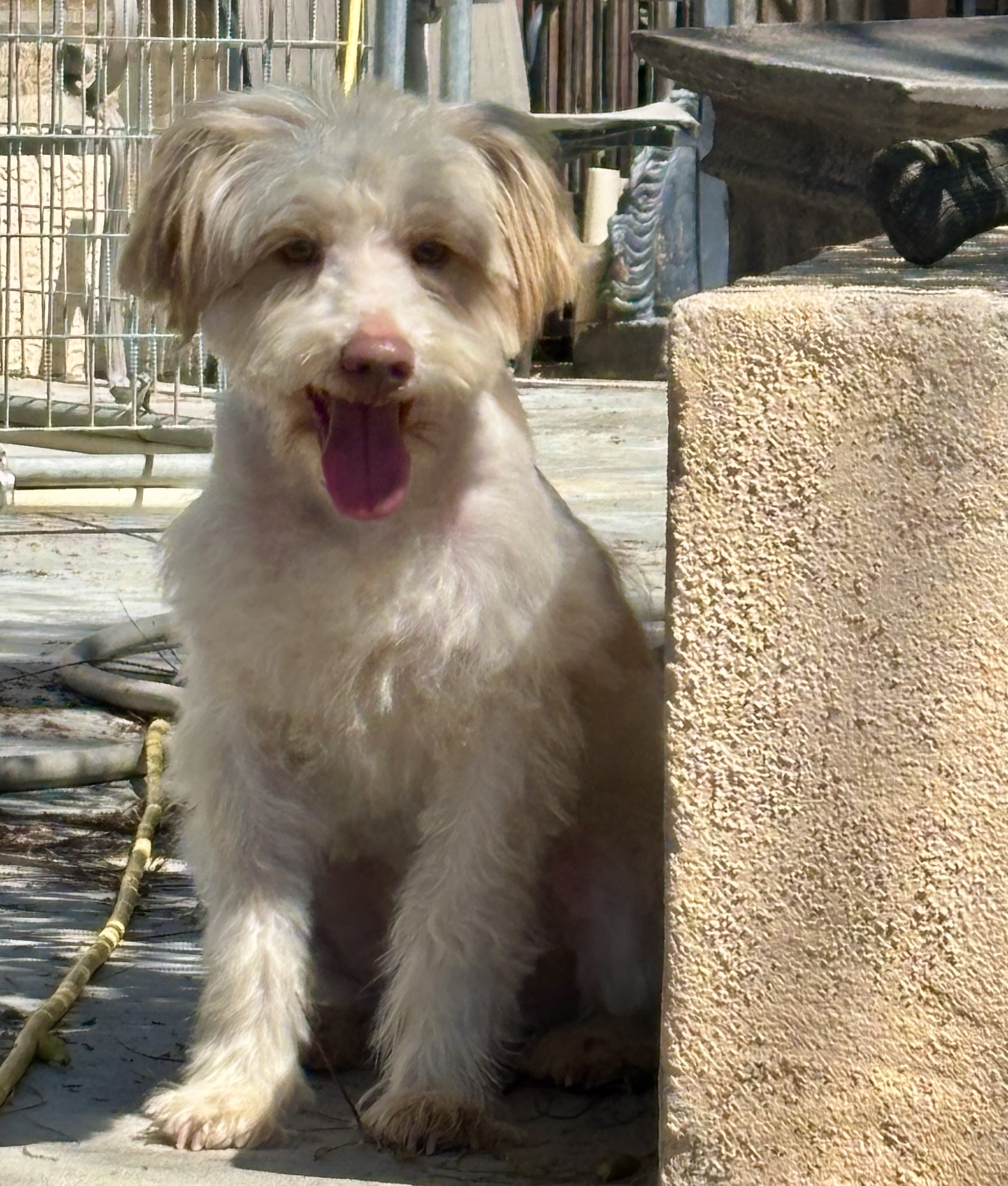 Levi – ADULT Miniature Schnauzer $1000