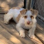 Levi – ADULT Miniature Schnauzer $1000