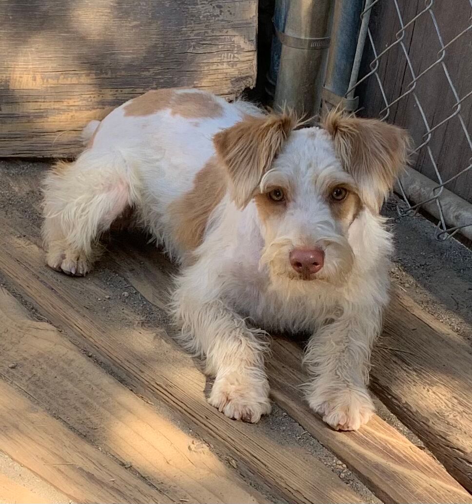 Levi – ADULT Miniature Schnauzer $1000