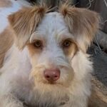 Levi – ADULT Miniature Schnauzer $1000