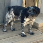 Magoo – ADULT Miniature Schnauzer $795