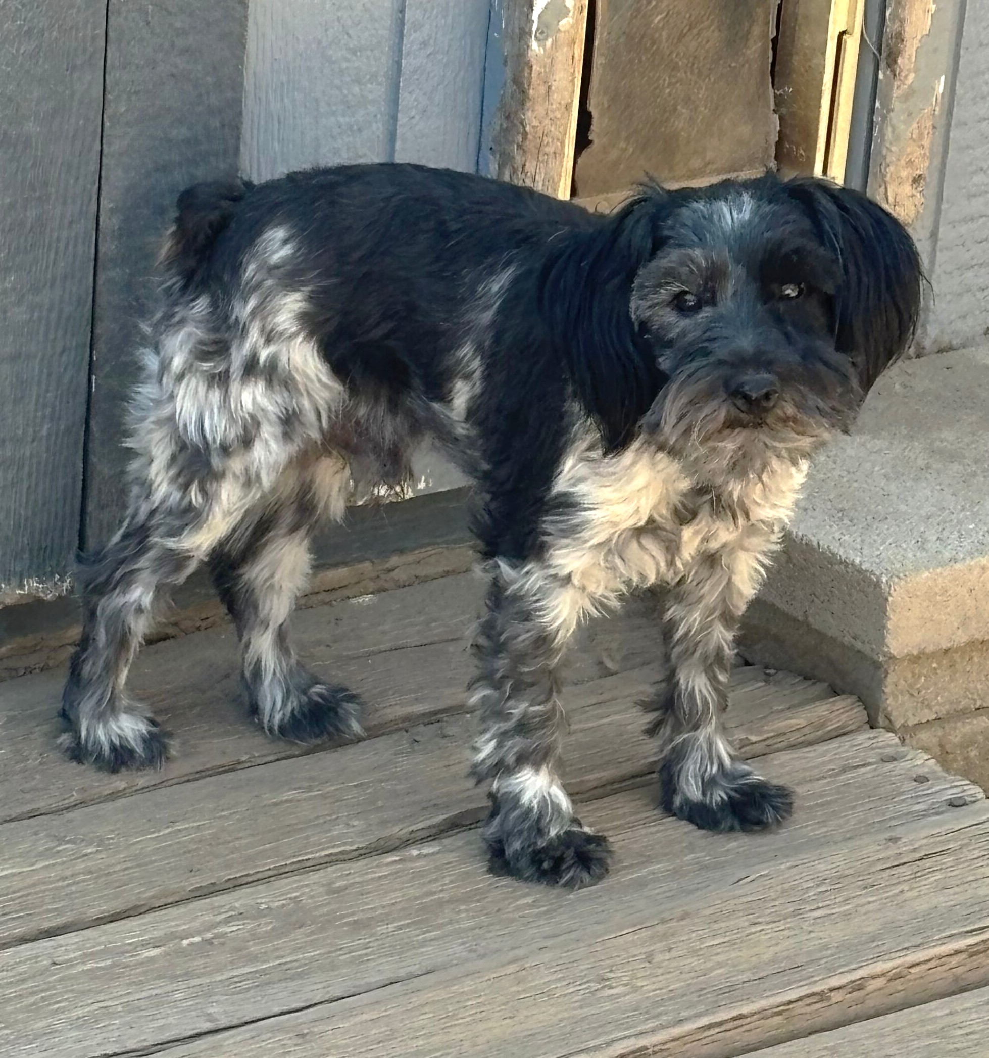 Magoo – ADULT Miniature Schnauzer $795