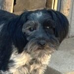 Magoo – ADULT Miniature Schnauzer $795