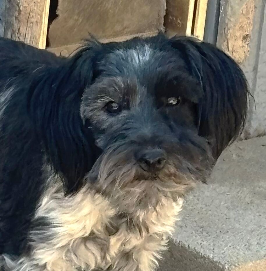 Magoo – ADULT Miniature Schnauzer $795