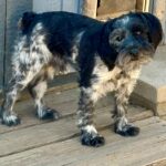 Magoo – ADULT Miniature Schnauzer $795