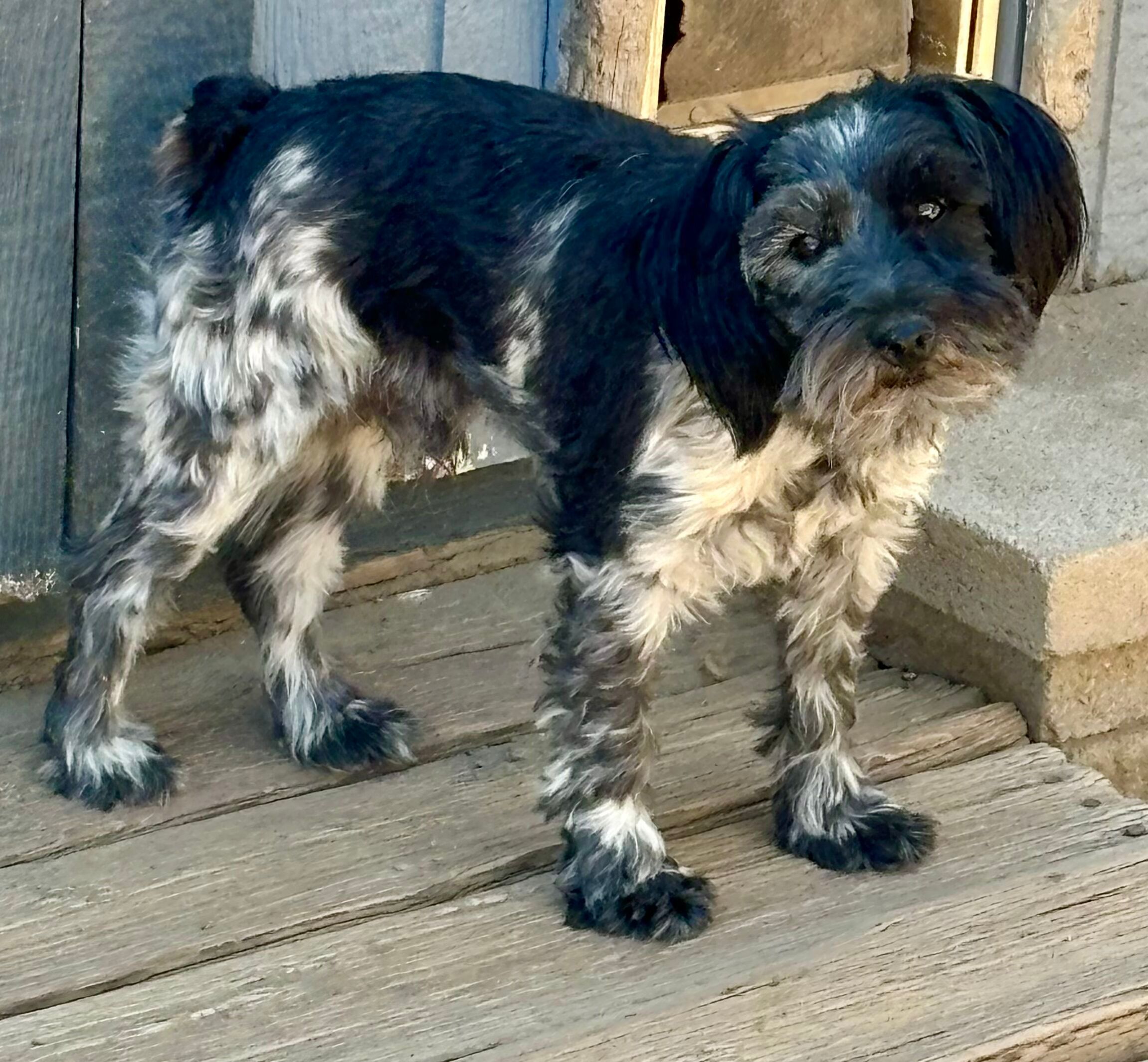 Magoo – ADULT Miniature Schnauzer $795