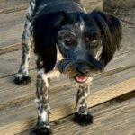 Magoo – ADULT Miniature Schnauzer $795