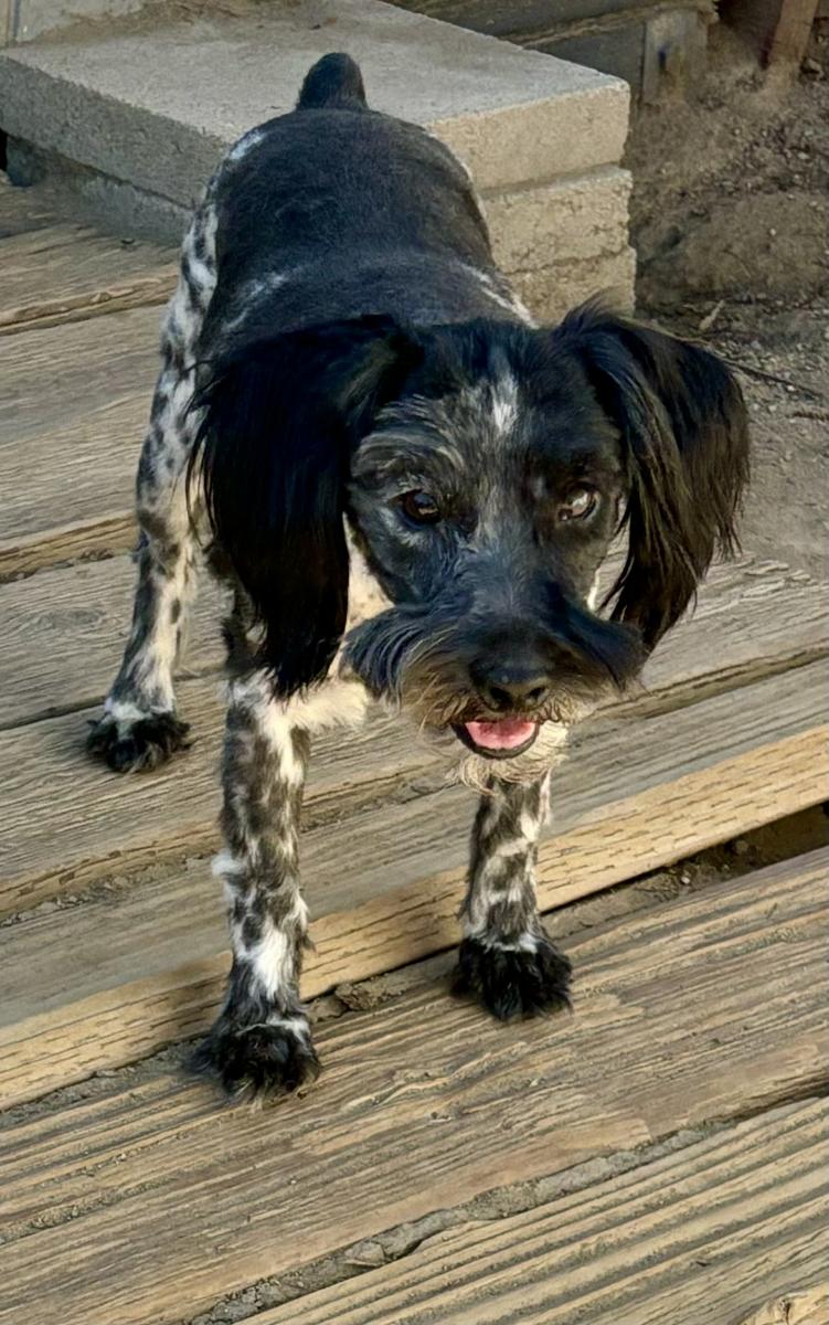 Magoo – ADULT Miniature Schnauzer $795