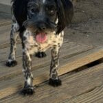 Magoo – ADULT Miniature Schnauzer $795