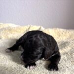Mocha – Miniature Schnoodle $2800