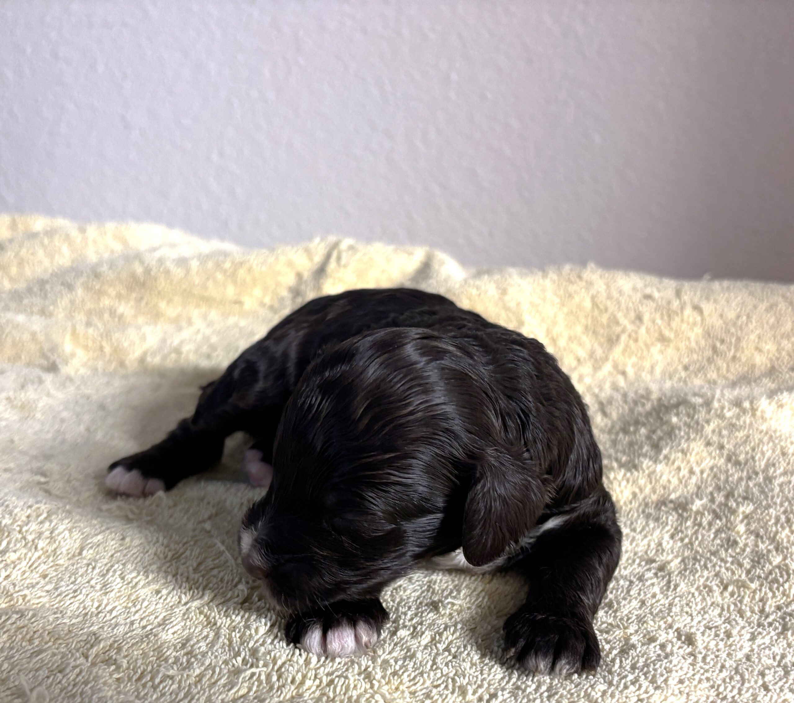 Mocha – Miniature Schnoodle $2800