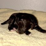 Mocha – Miniature Schnoodle $2800