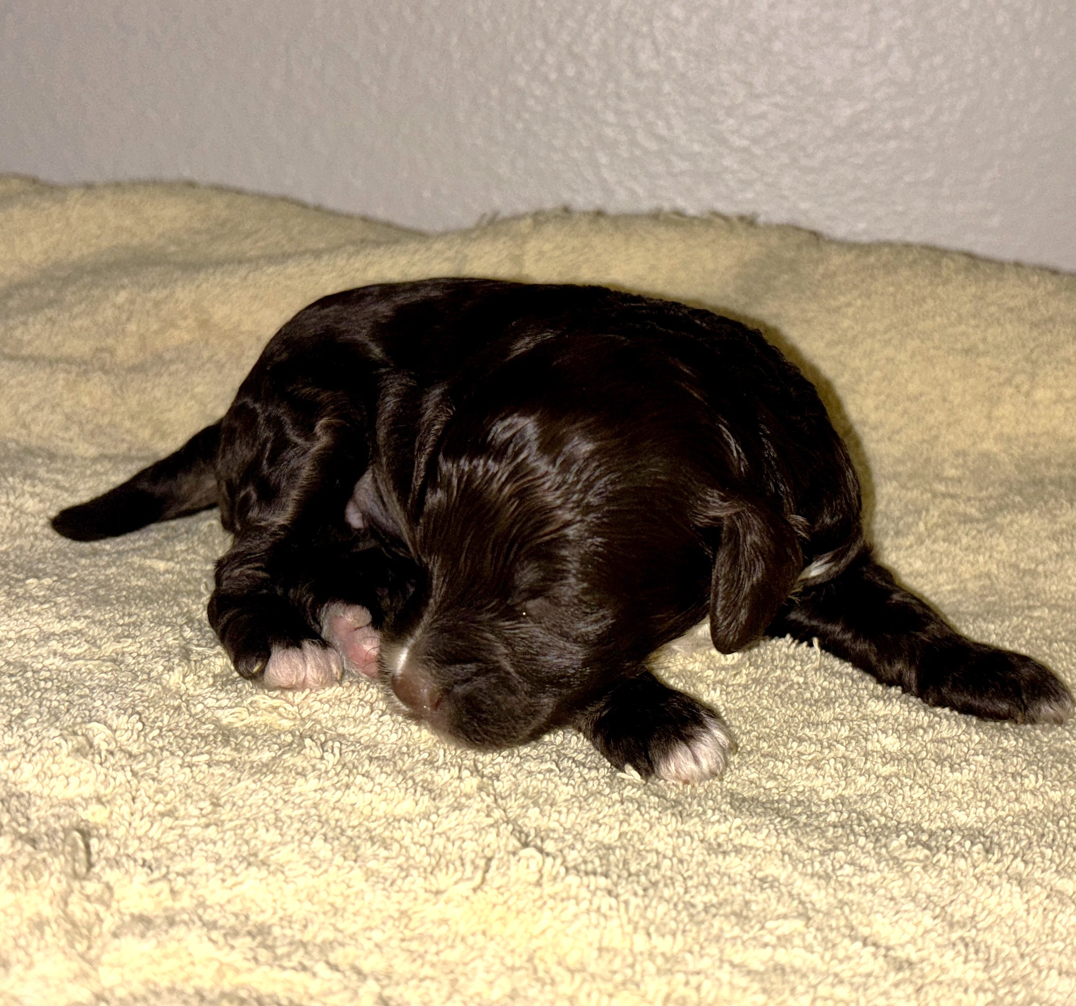 Mocha – Miniature Schnoodle $2800