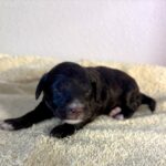 Mocha – Miniature Schnoodle $2800
