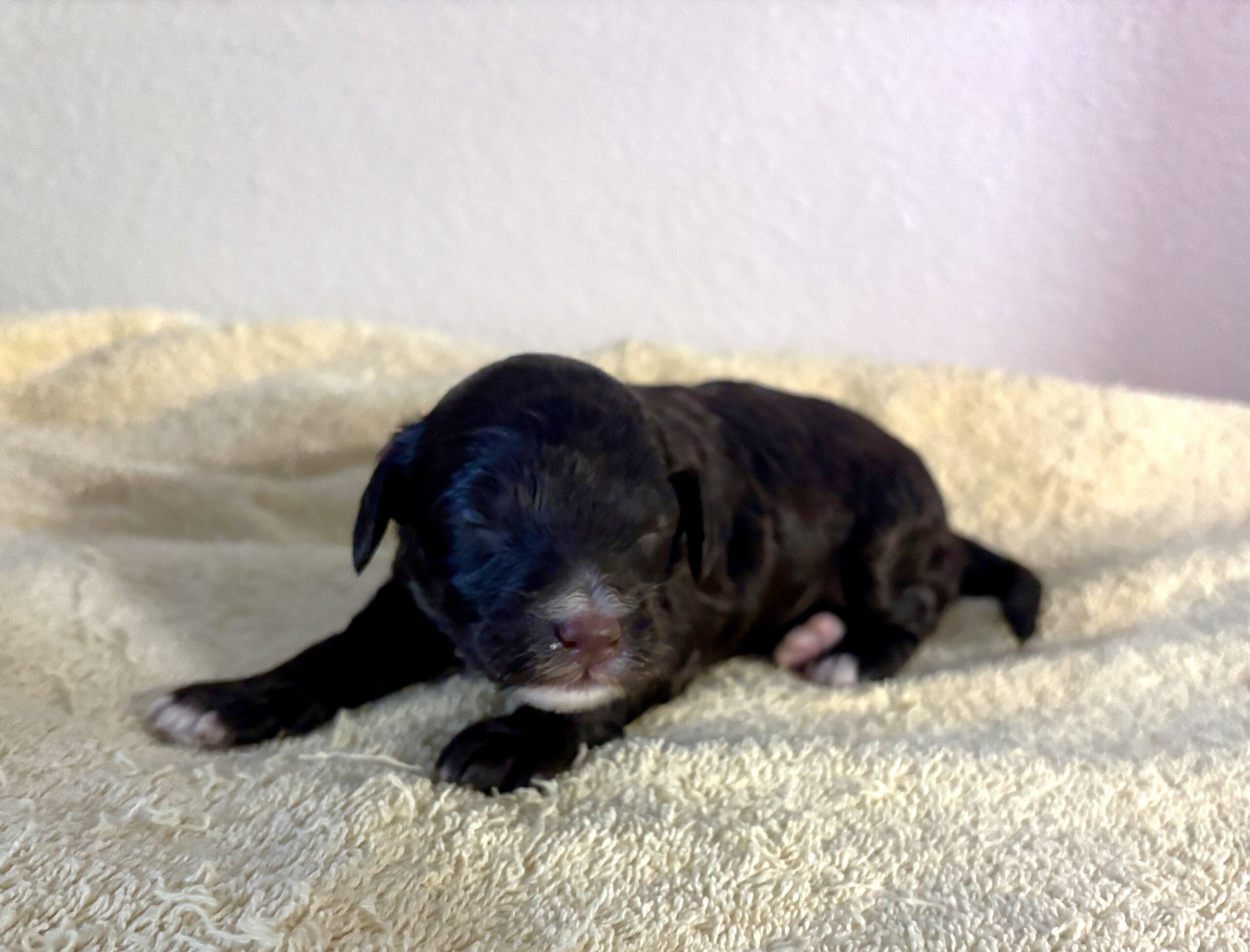 Mocha – Miniature Schnoodle $2800