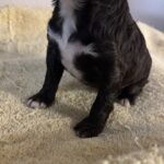 Mocha – Miniature Schnoodle $2800