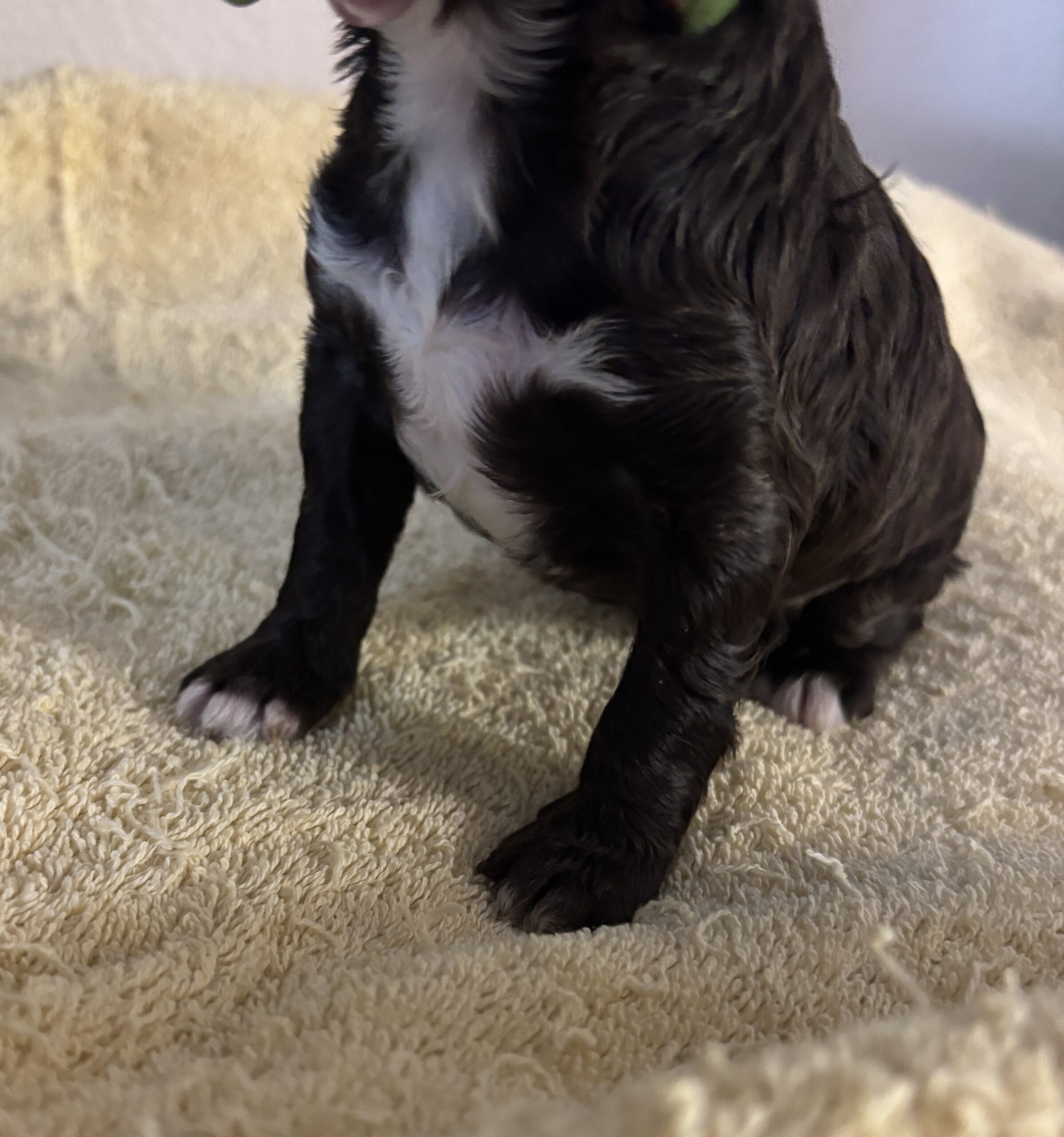 Mocha – Miniature Schnoodle $2800