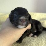 Mocha – Miniature Schnoodle $2800