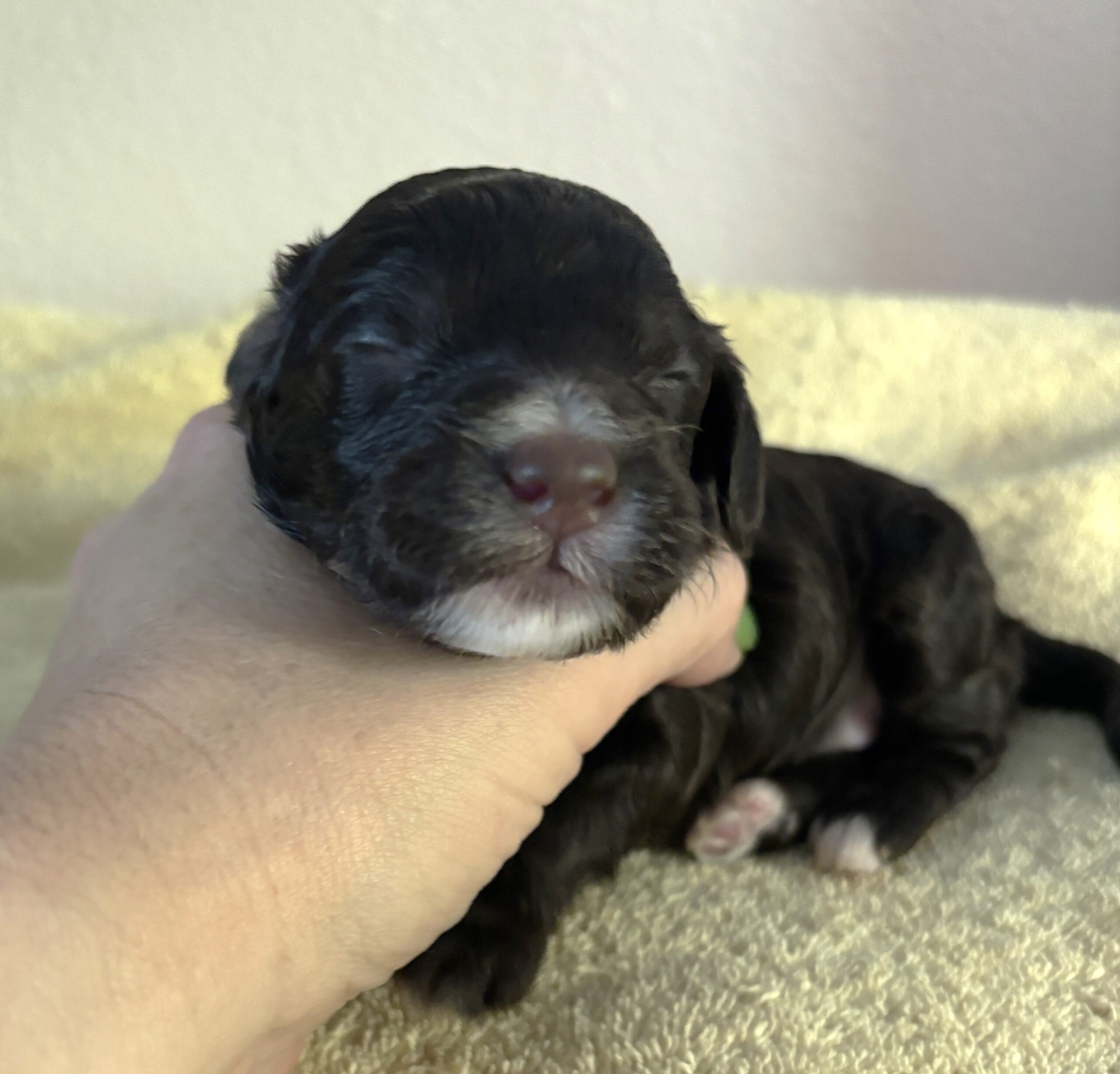 Mocha – Miniature Schnoodle $2800