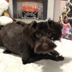 Adam – Toy Schnauzer $1800