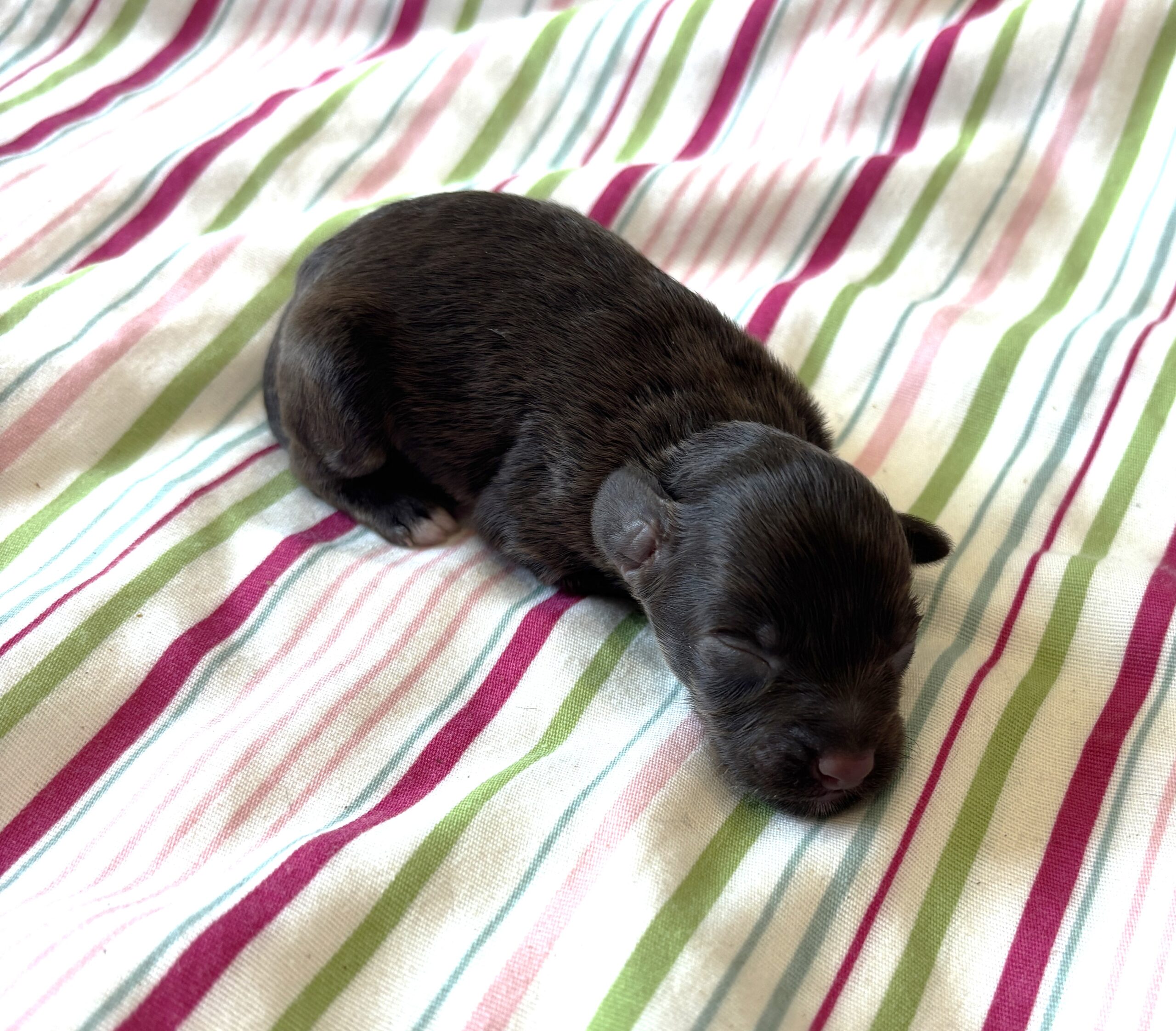 Adam – Toy Schnauzer $2700