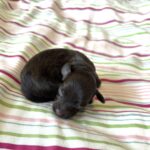 Adam – Toy Schnauzer $2700