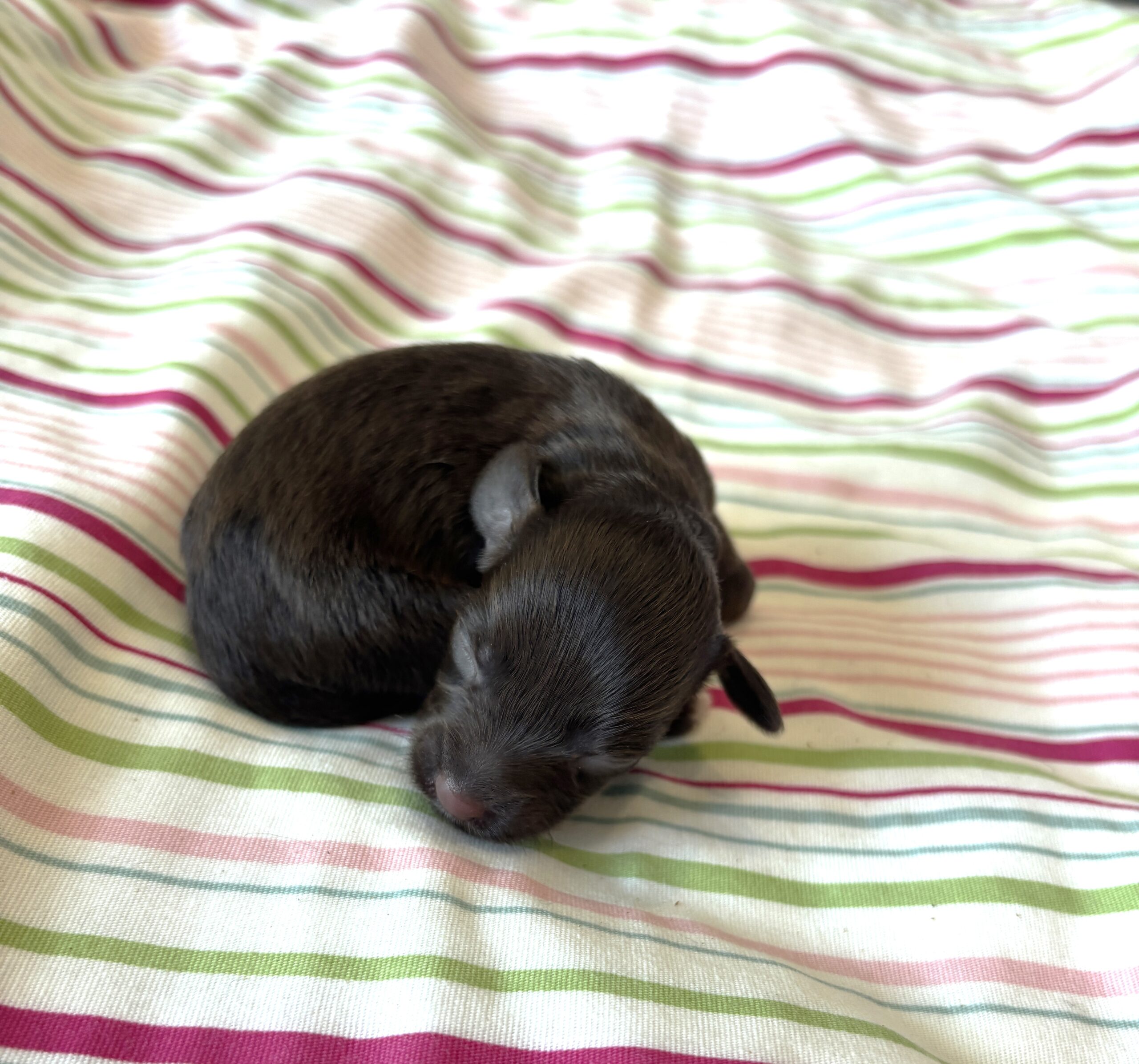 Adam – Toy Schnauzer $2700