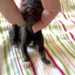 Adam – Toy Schnauzer $2700