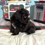 Adam – Toy Schnauzer $2400