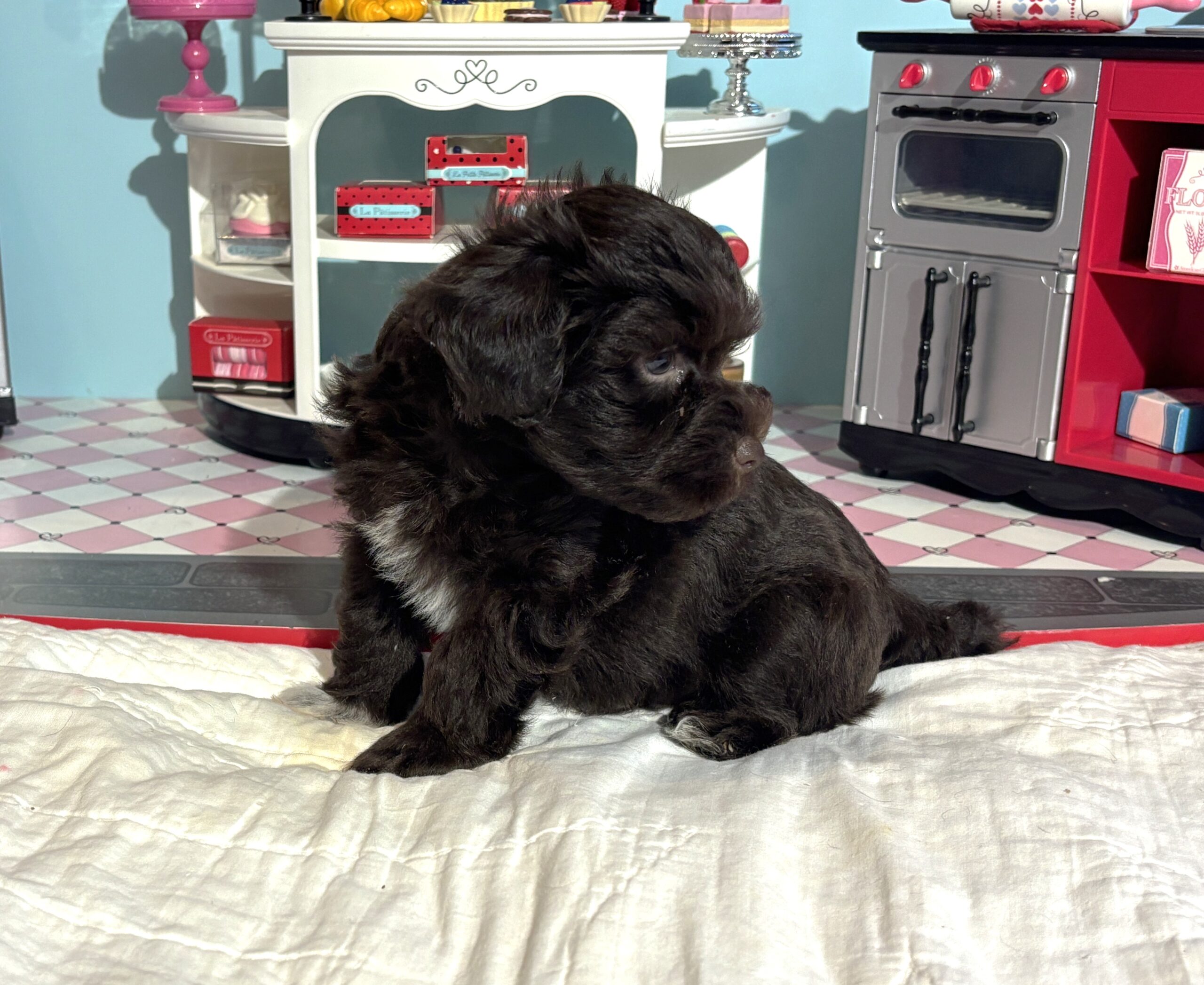 Adam – Toy Schnauzer $2400