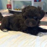 Adam – Toy Schnauzer $2400