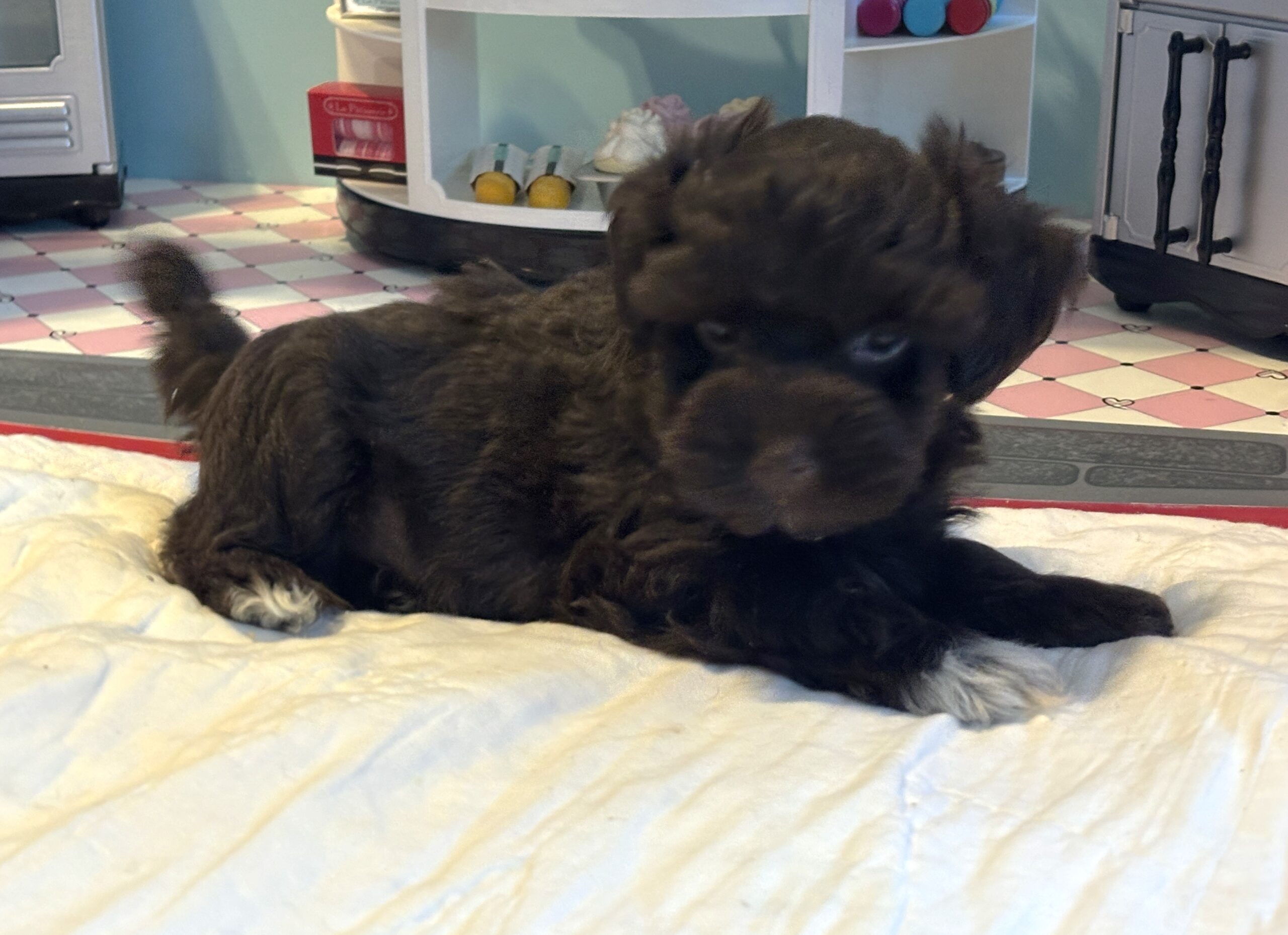 Adam – Toy Schnauzer $2400