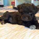 Adam – Toy Schnauzer $2400