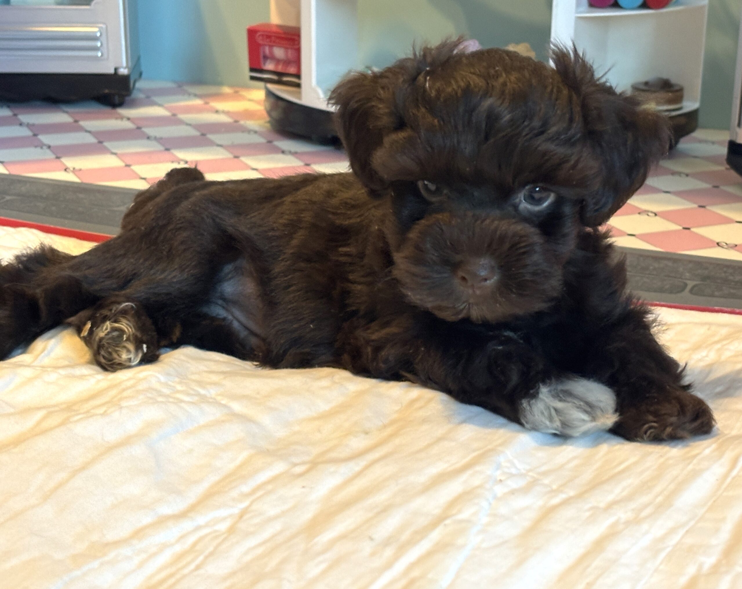 Adam – Toy Schnauzer $2400
