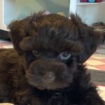 Adam – Toy Schnauzer $2400