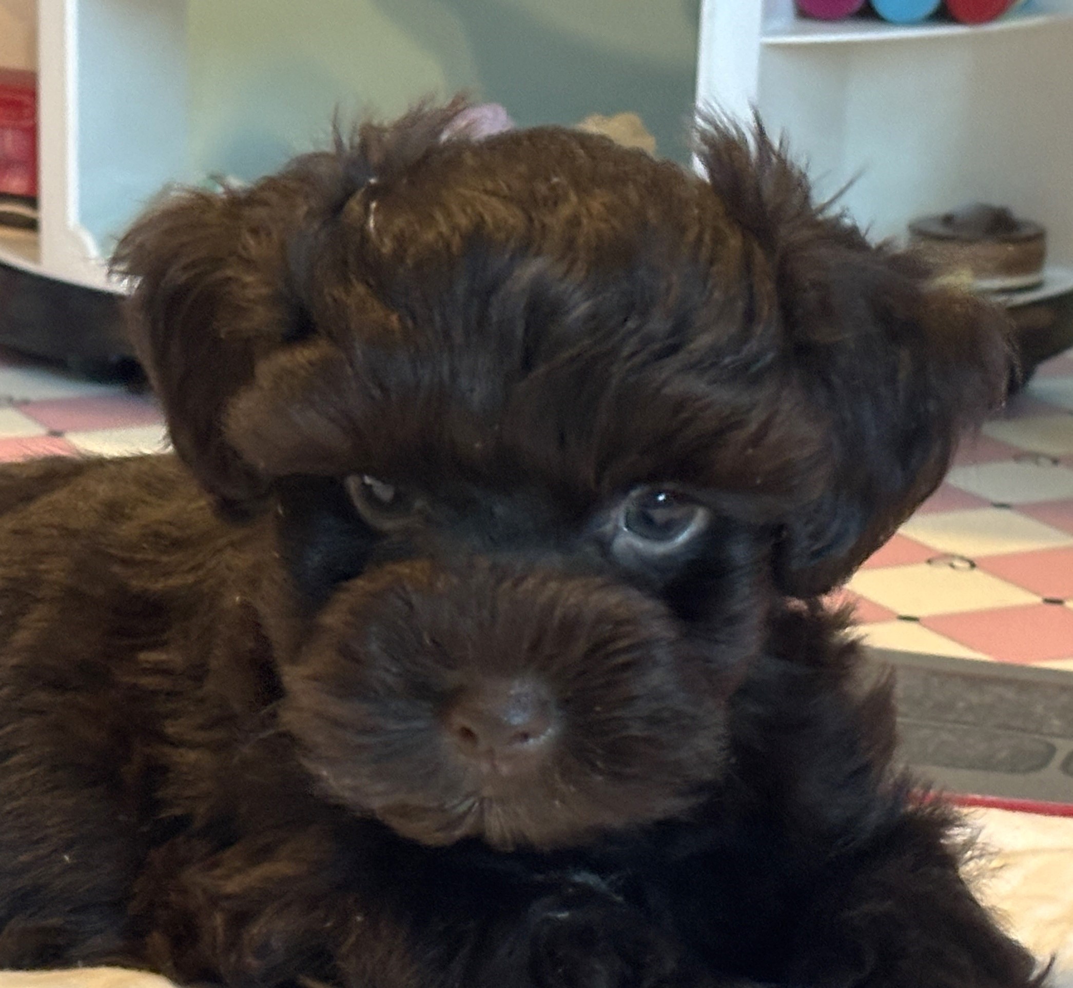 Adam – Toy Schnauzer $2400