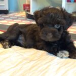 Adam – Toy Schnauzer $2400