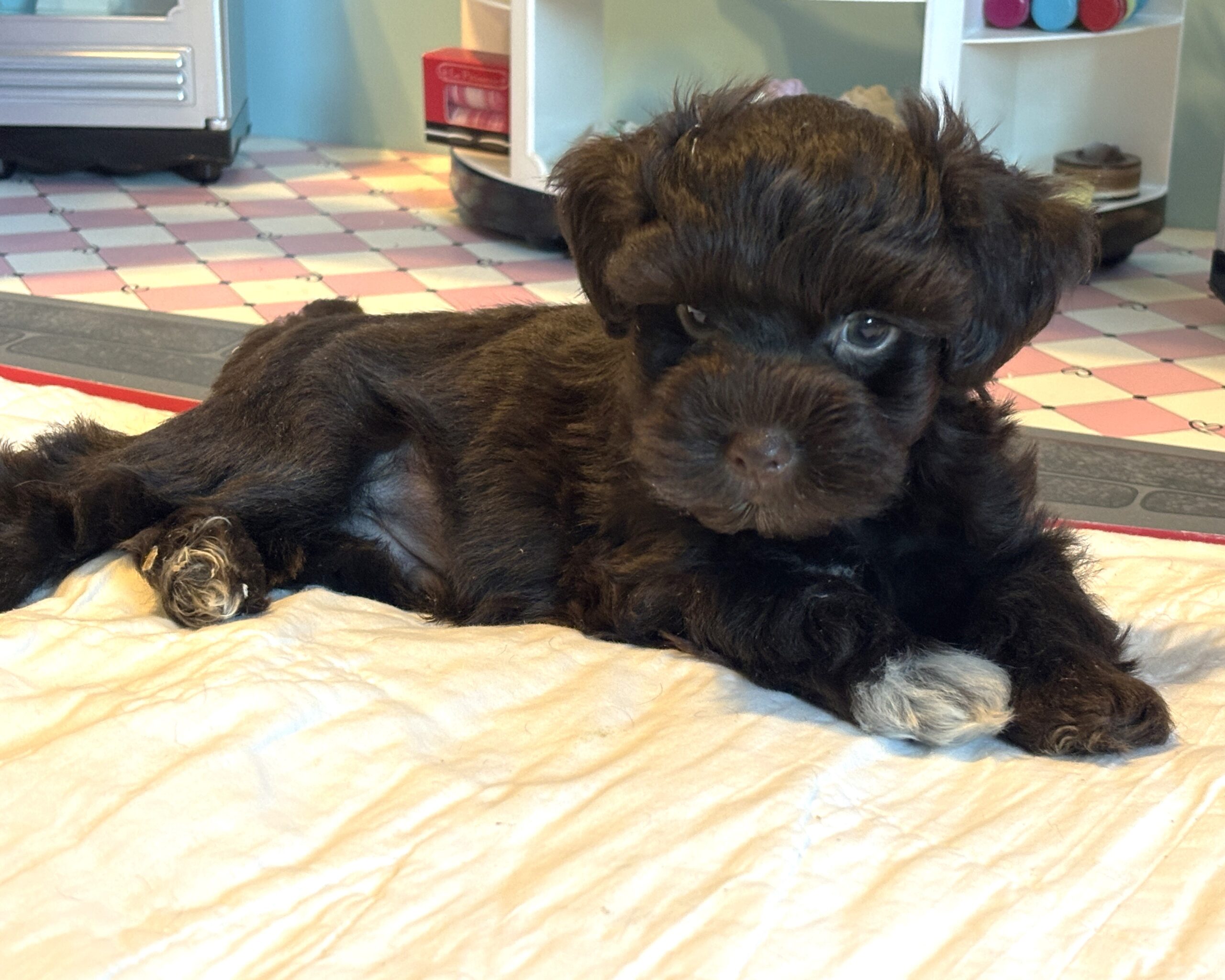 Adam – Toy Schnauzer $2400