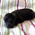 Amelia – Toy Schnuazer $2400