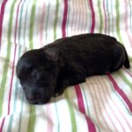 Amelia – Toy Schnuazer $2400