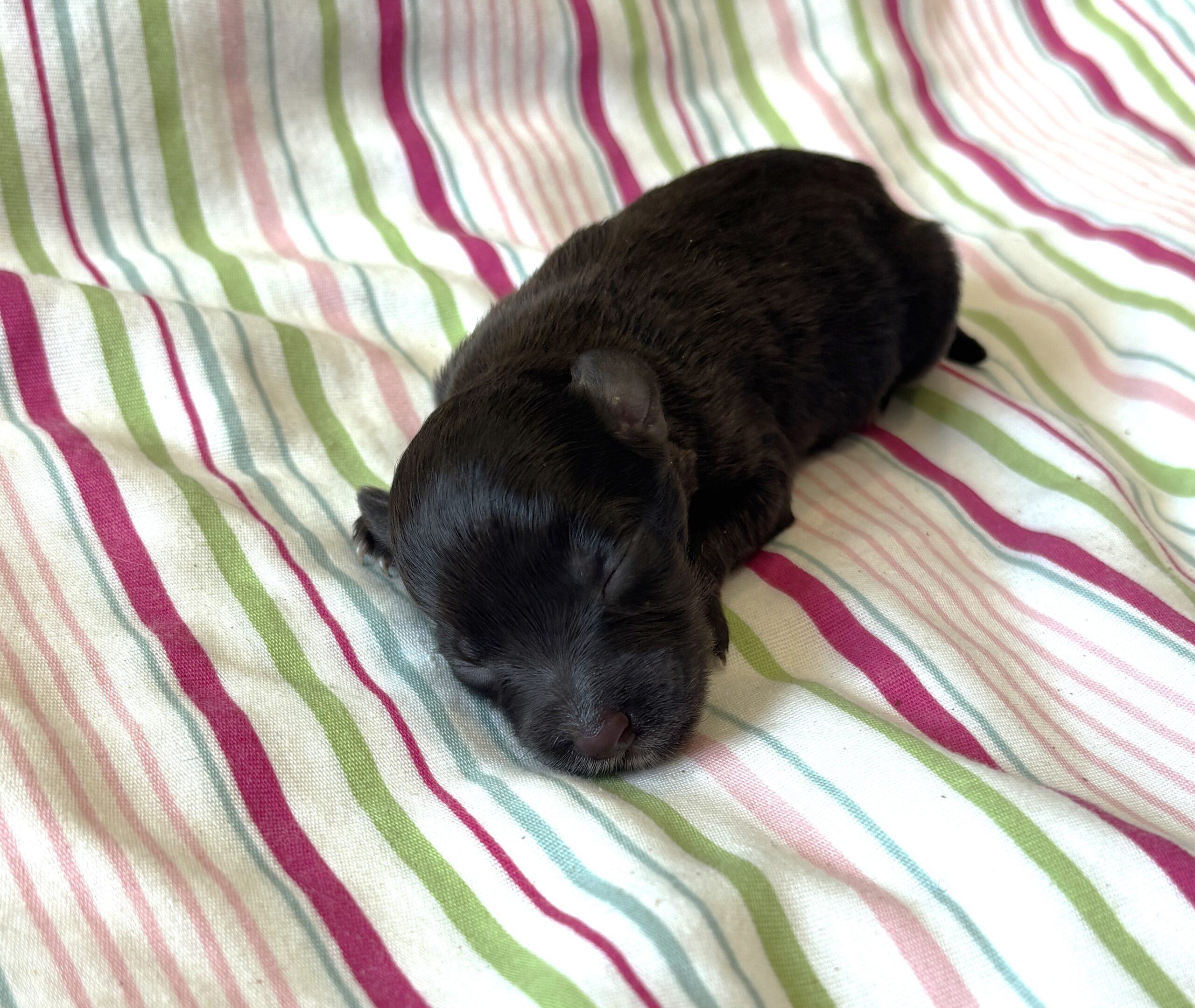 Amelia – Toy Schnuazer $2400