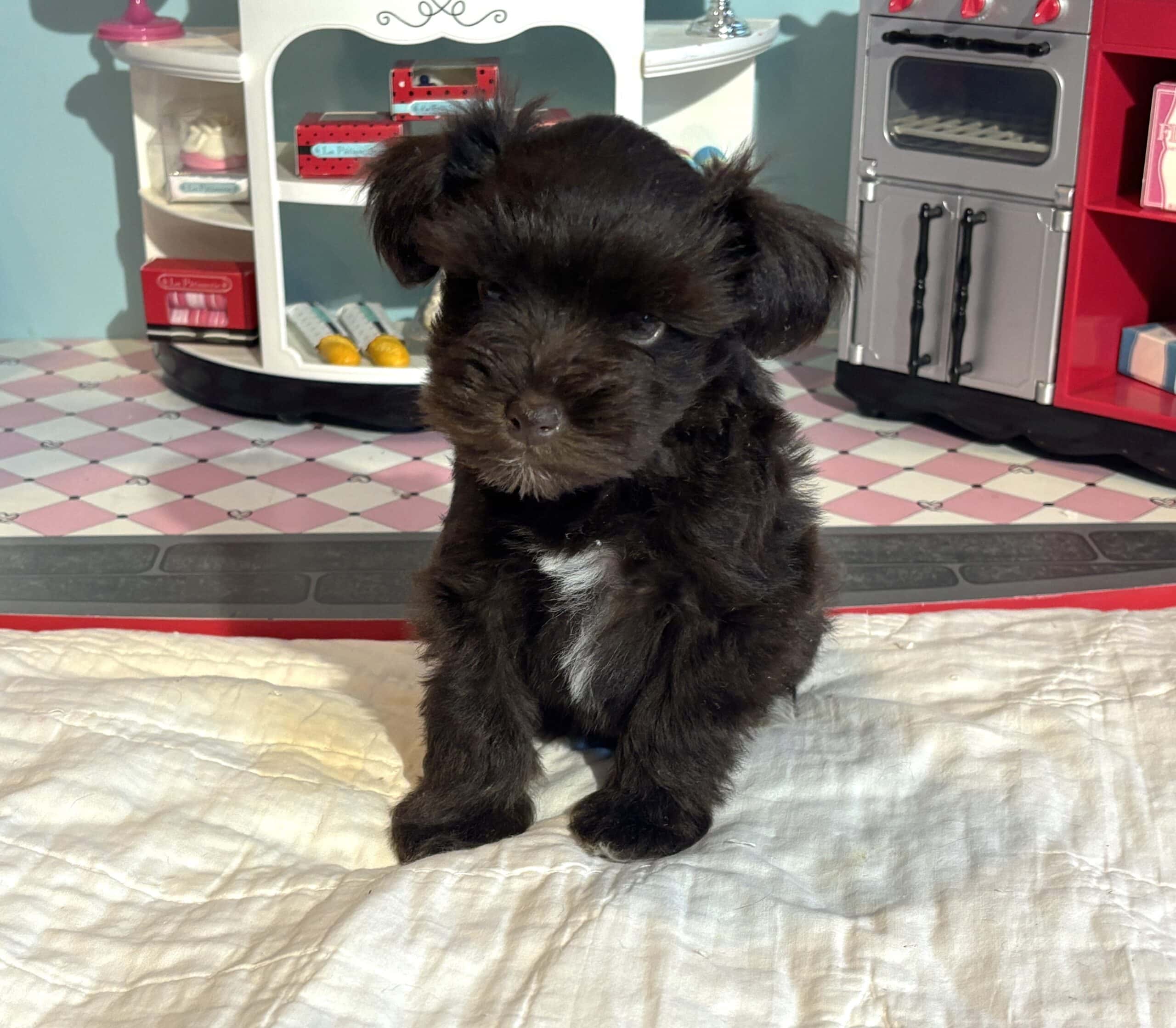 Amelia – Toy Schnuazer $2400