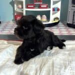 Amelia – Toy Schnuazer $2400
