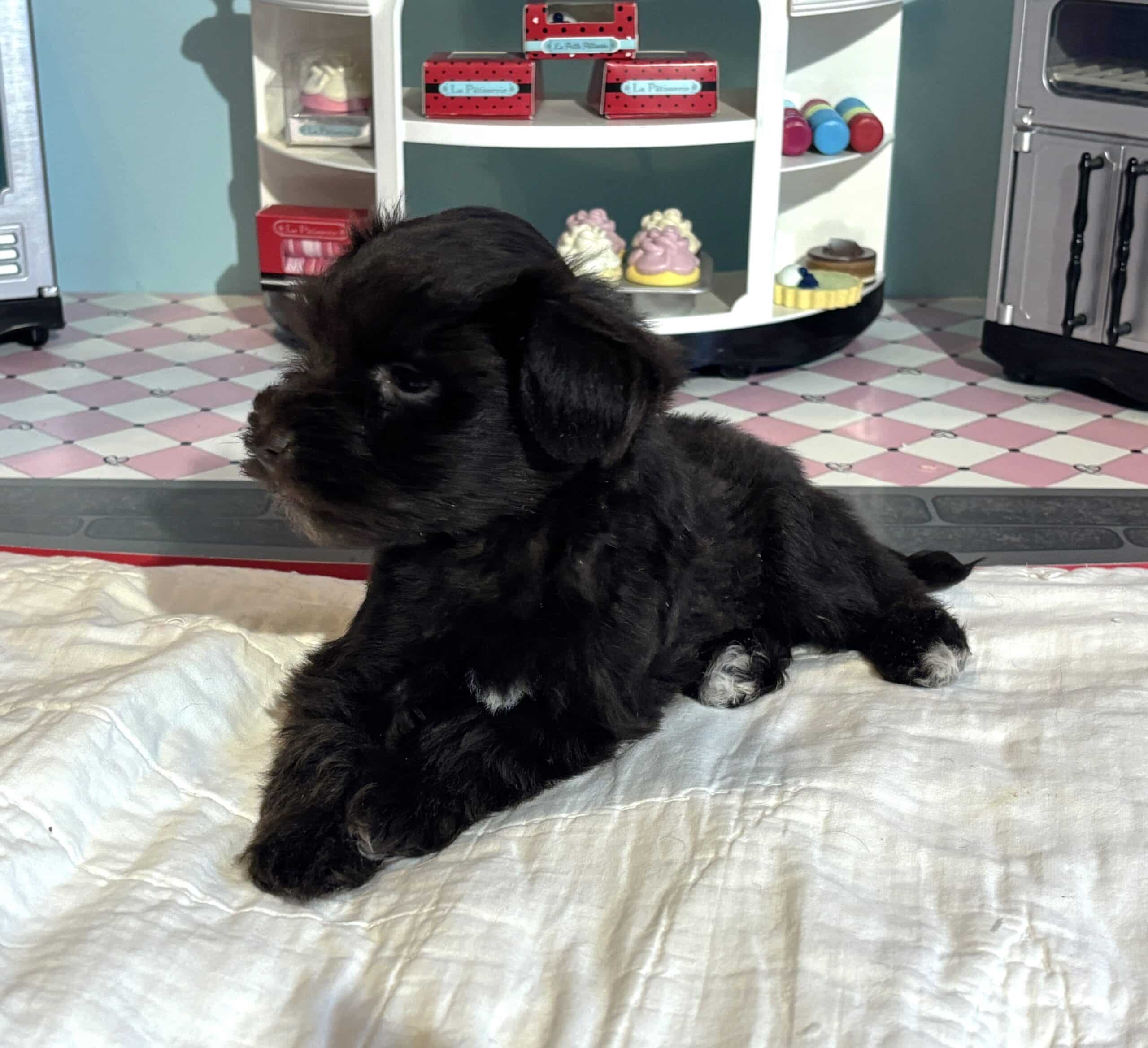 Amelia – Toy Schnuazer $2400