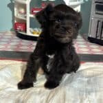 Amelia – Toy Schnuazer $2400