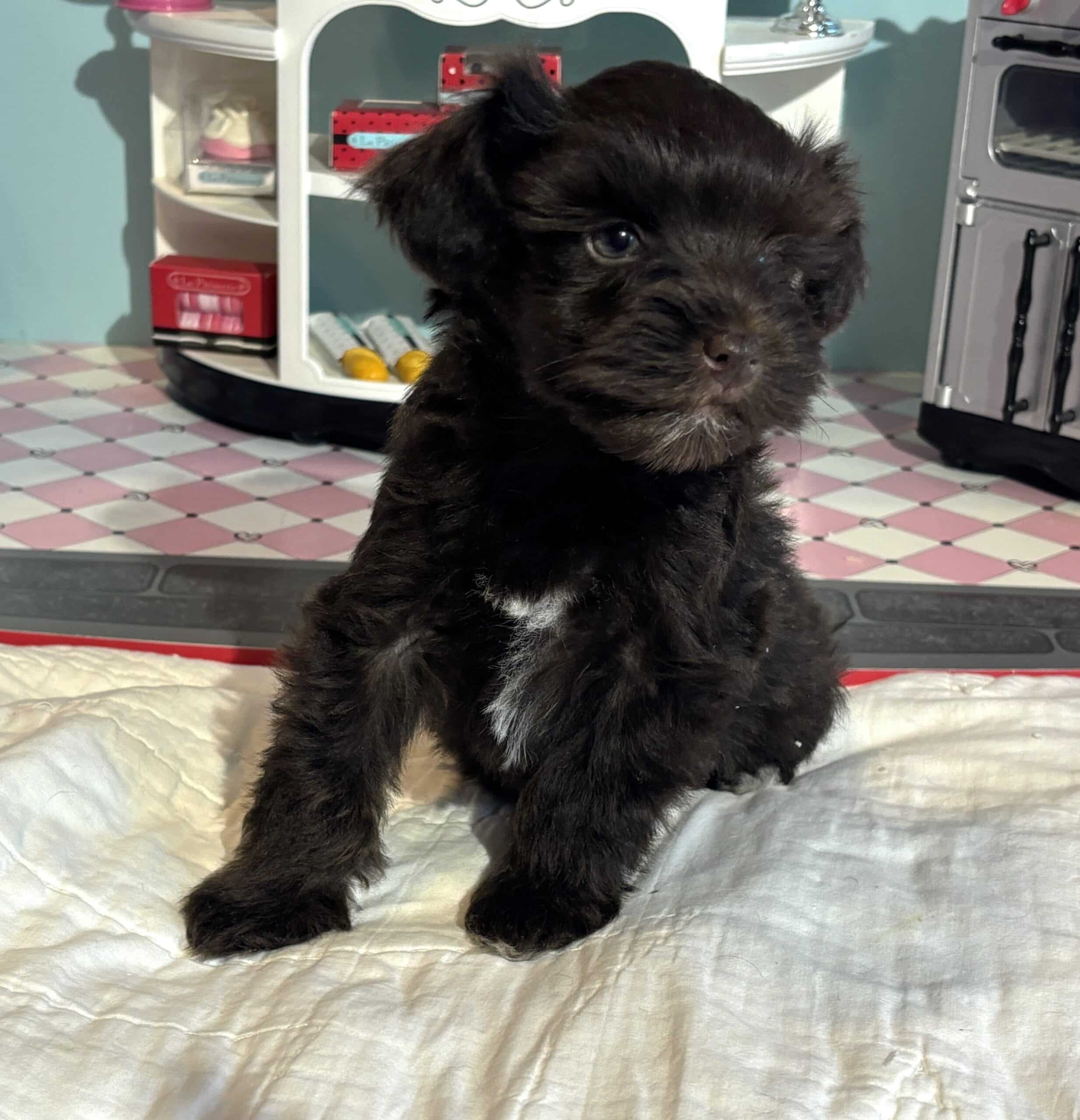 Amelia – Toy Schnuazer $2400