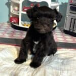 Amelia – Toy Schnuazer $2400