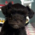Amelia – Toy Schnuazer $2400